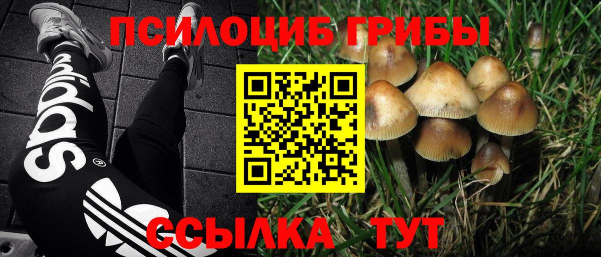 Братск  Галлюциногенные грибы прущие грибы  Вход с VPN 